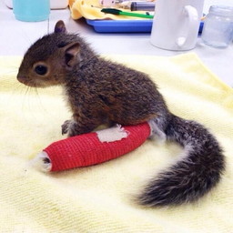 【画像】リスの画像が集まるトピ【動物】