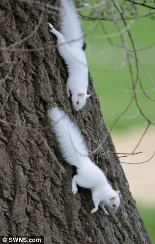 【画像】リスの画像が集まるトピ【動物】
