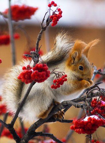 【画像】リスの画像が集まるトピ【動物】