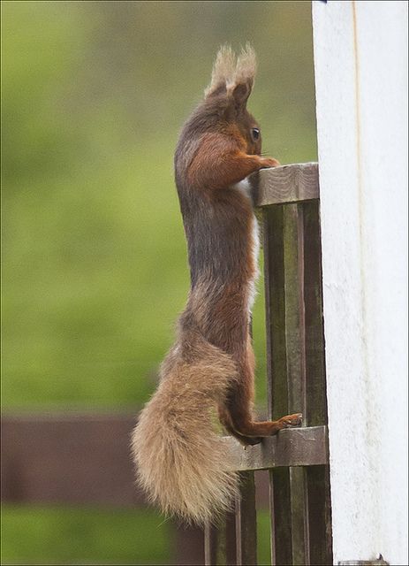 【画像】リスの画像が集まるトピ【動物】