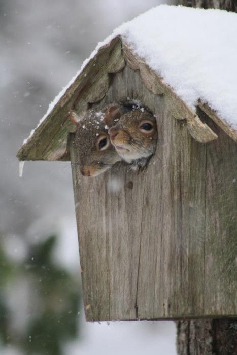 【画像】リスの画像が集まるトピ【動物】