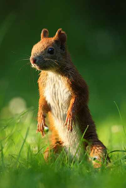 【画像】リスの画像が集まるトピ【動物】