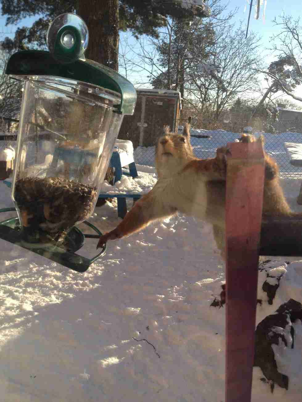 【画像】リスの画像が集まるトピ【動物】
