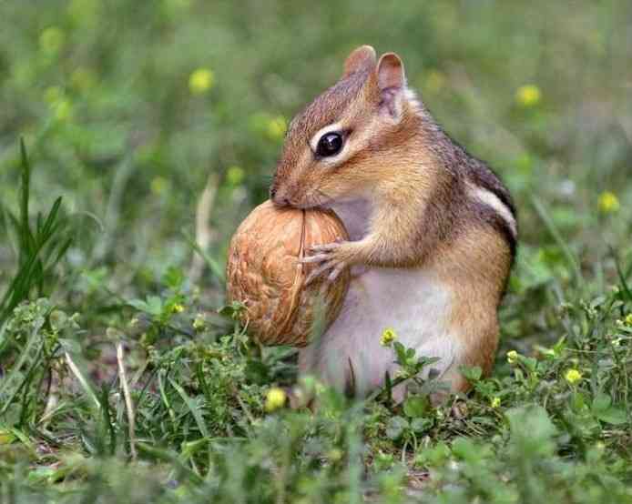 【画像】リスの画像が集まるトピ【動物】