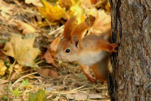 【画像】リスの画像が集まるトピ【動物】