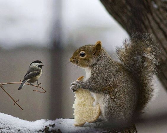 【画像】リスの画像が集まるトピ【動物】