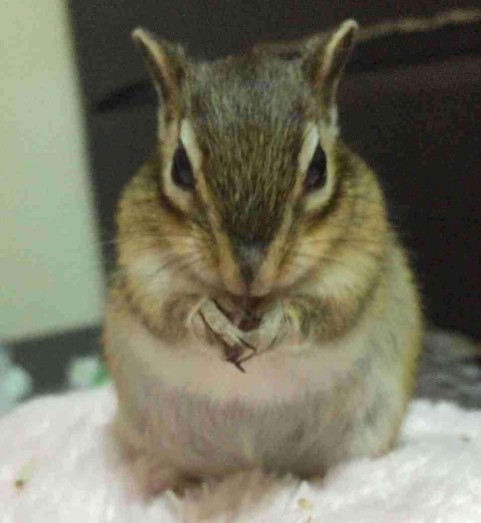 【画像】リスの画像が集まるトピ【動物】