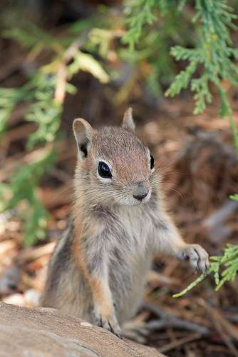 【画像】リスの画像が集まるトピ【動物】
