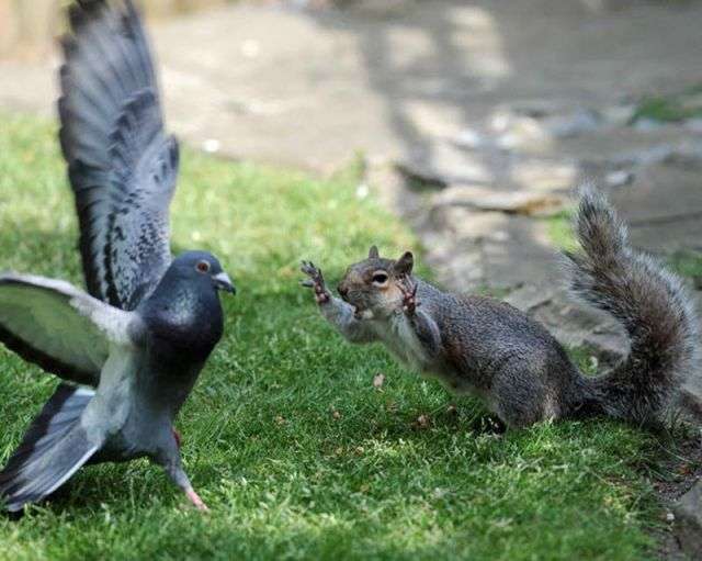 【画像】リスの画像が集まるトピ【動物】