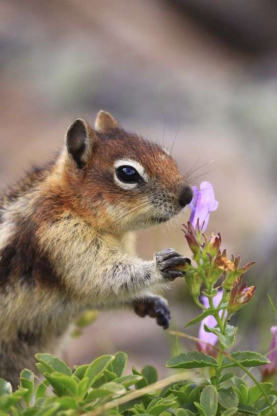 【画像】リスの画像が集まるトピ【動物】