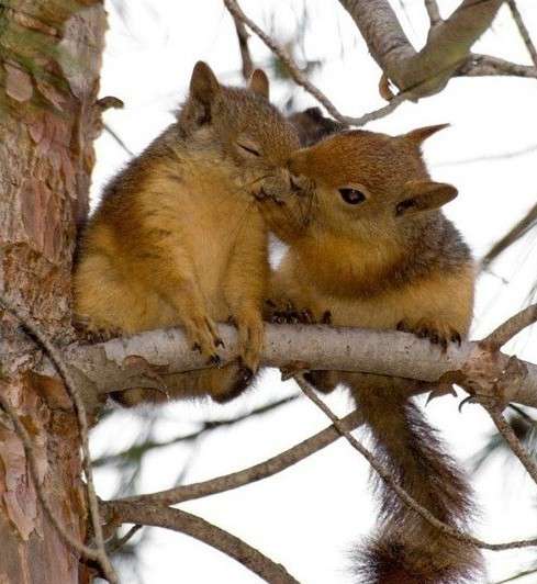 【画像】リスの画像が集まるトピ【動物】