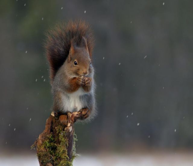 【画像】リスの画像が集まるトピ【動物】