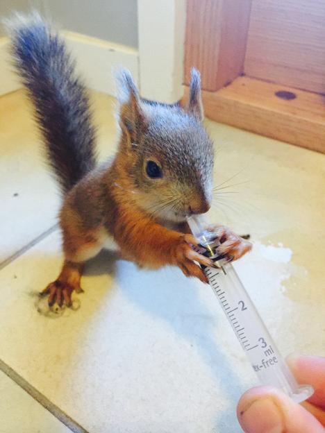 【画像】リスの画像が集まるトピ【動物】