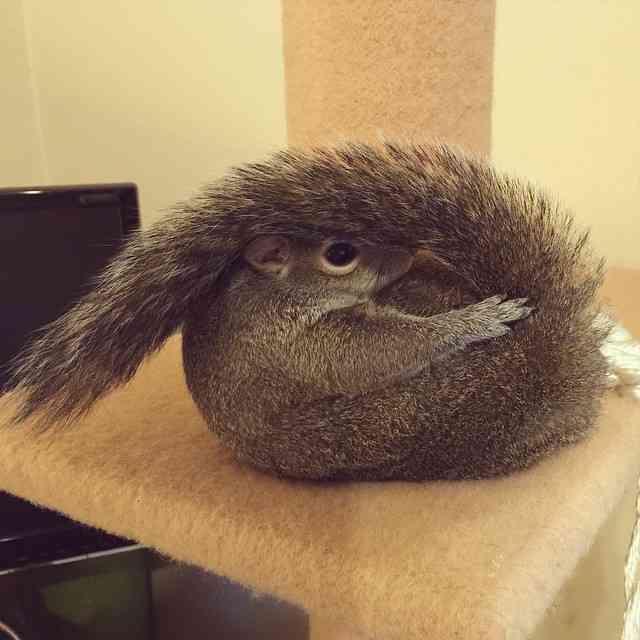 【画像】リスの画像が集まるトピ【動物】