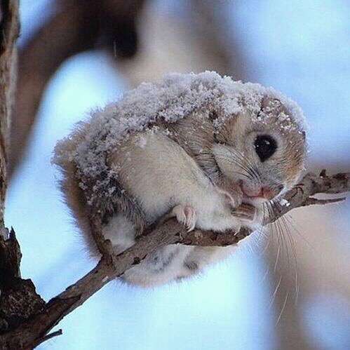 【画像】リスの画像が集まるトピ【動物】