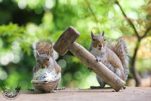【画像】リスの画像が集まるトピ【動物】