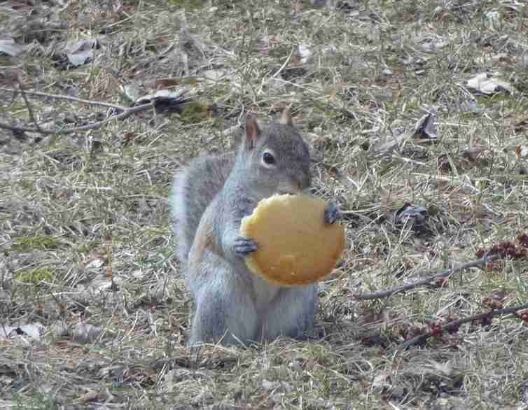 【画像】リスの画像が集まるトピ【動物】