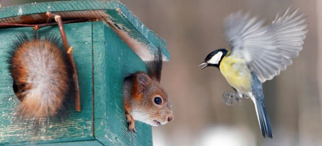 【画像】リスの画像が集まるトピ【動物】