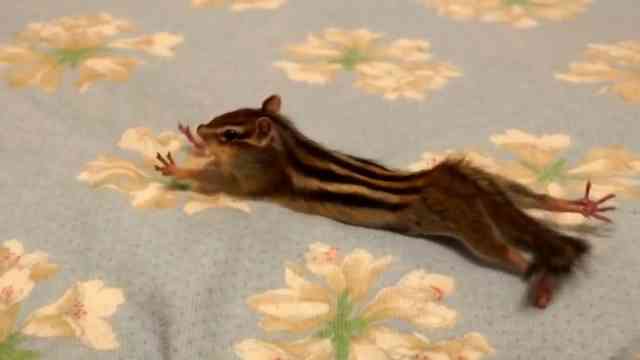 【画像】リスの画像が集まるトピ【動物】