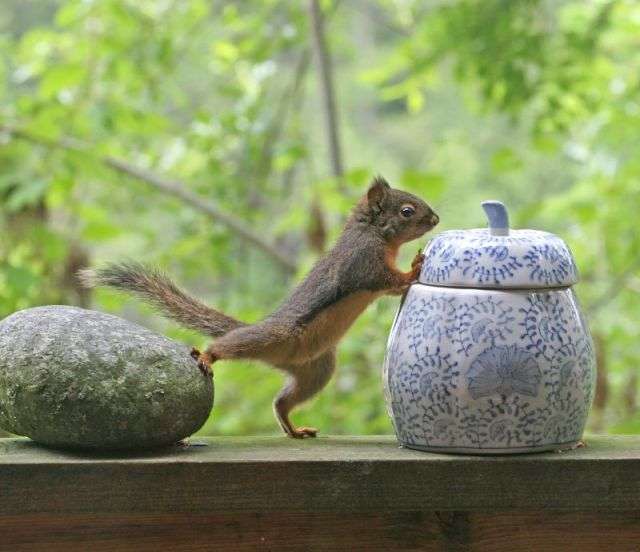 【画像】リスの画像が集まるトピ【動物】