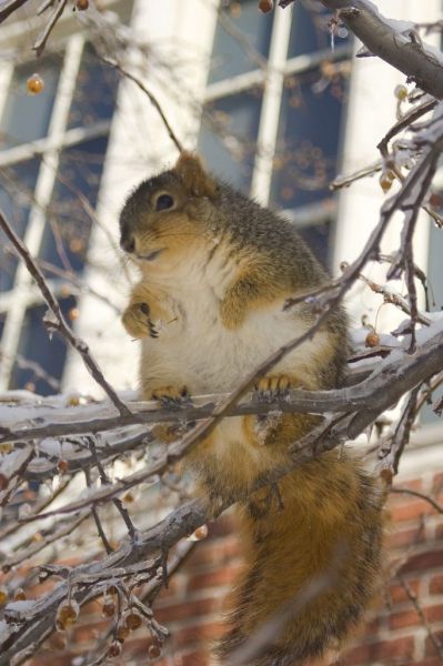 【画像】リスの画像が集まるトピ【動物】