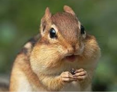 【画像】リスの画像が集まるトピ【動物】