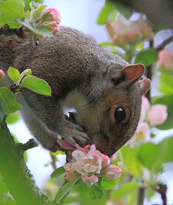 【画像】リスの画像が集まるトピ【動物】
