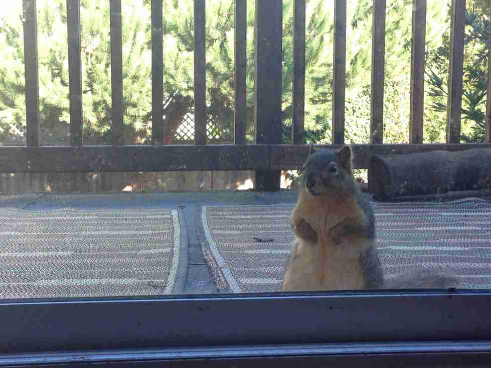 【画像】リスの画像が集まるトピ【動物】