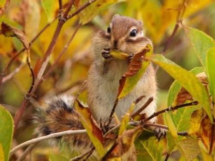 【画像】リスの画像が集まるトピ【動物】