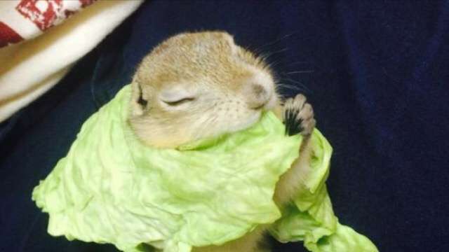 【画像】リスの画像が集まるトピ【動物】