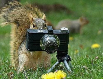 【画像】リスの画像が集まるトピ【動物】