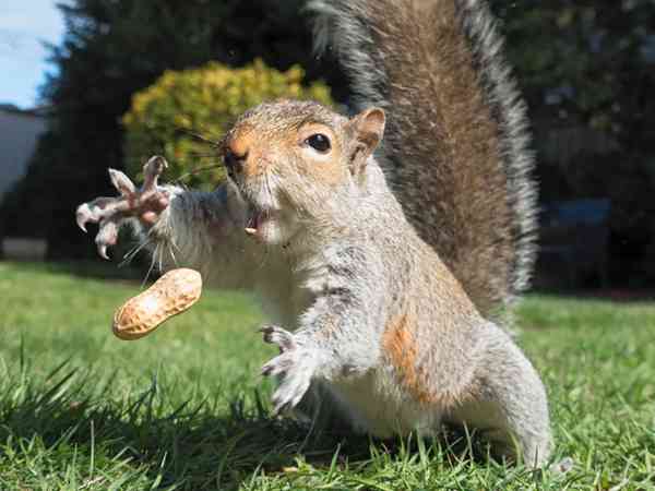 【画像】リスの画像が集まるトピ【動物】