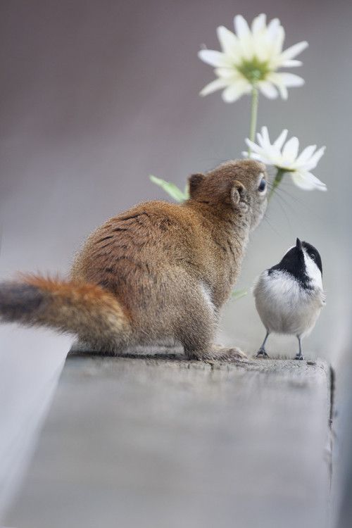 【画像】リスの画像が集まるトピ【動物】