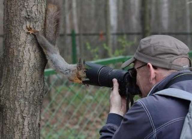 【画像】リスの画像が集まるトピ【動物】