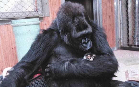 面白い動物画像を貼って個性の強そうな動物園を開園しましょう