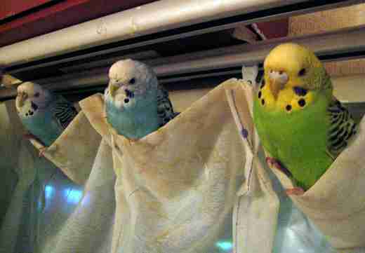 面白い動物画像を貼って個性の強そうな動物園を開園しましょう