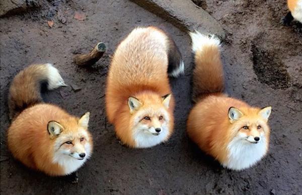 面白い動物画像を貼って個性の強そうな動物園を開園しましょう