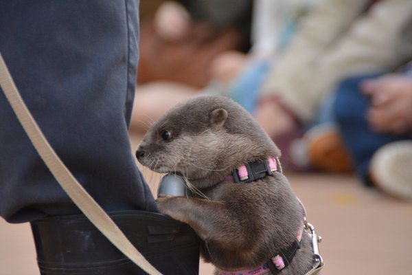 面白い動物画像を貼って個性の強そうな動物園を開園しましょう