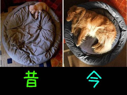 面白い動物画像を貼って個性の強そうな動物園を開園しましょう