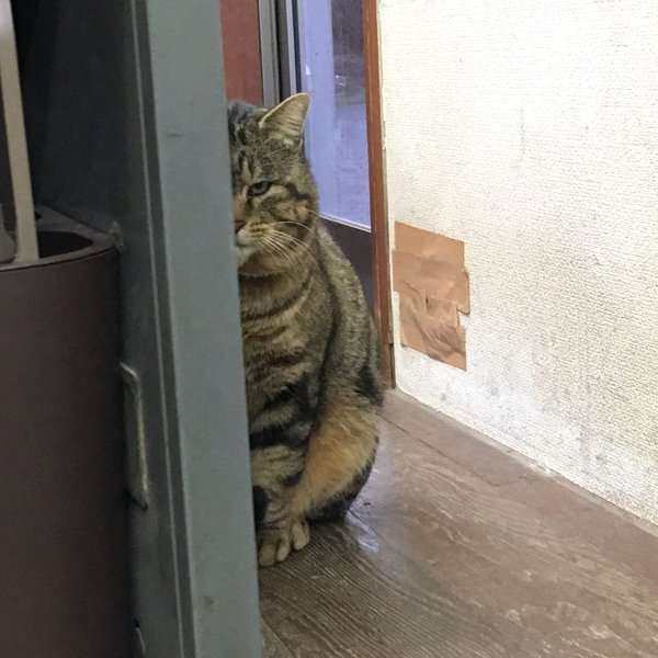 面白い動物画像を貼って個性の強そうな動物園を開園しましょう