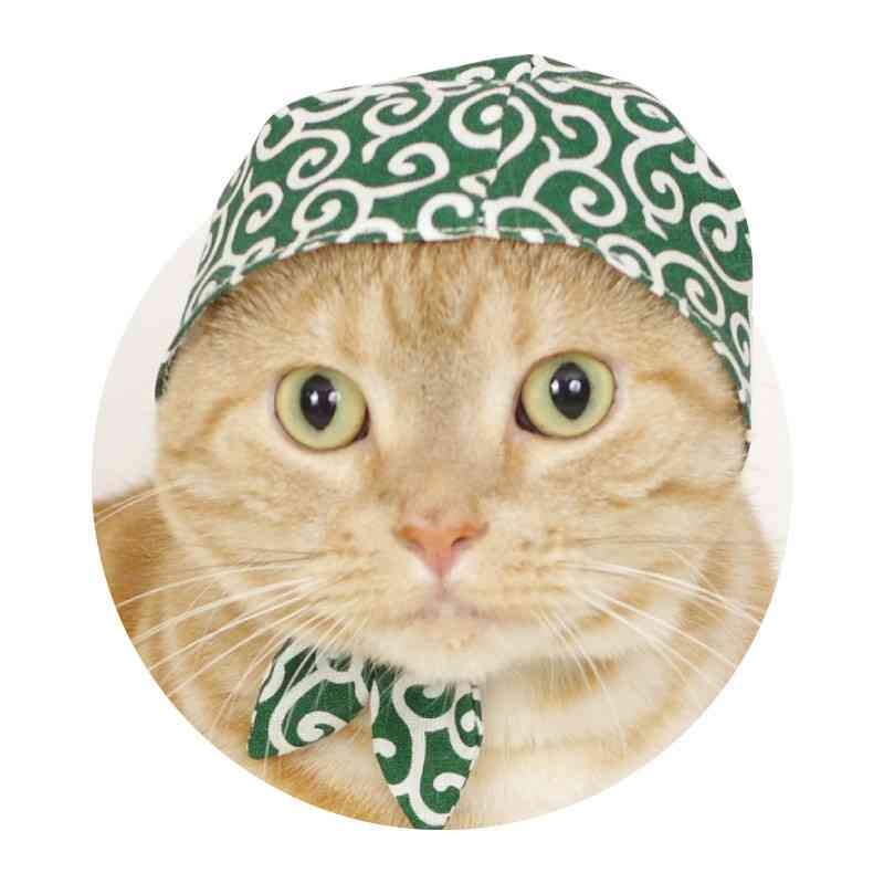 面白い動物画像を貼って個性の強そうな動物園を開園しましょう