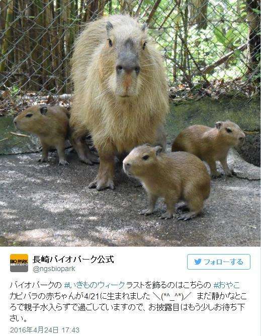 面白い動物画像を貼って個性の強そうな動物園を開園しましょう