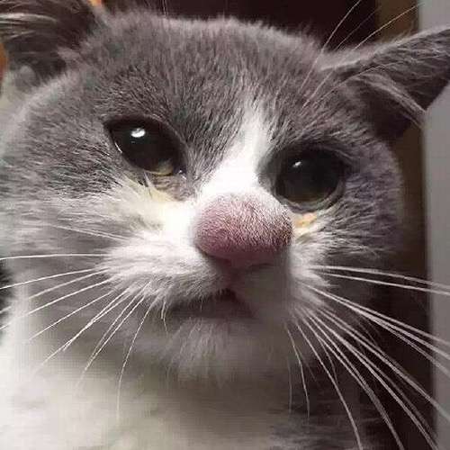 鼻の整形したことある人