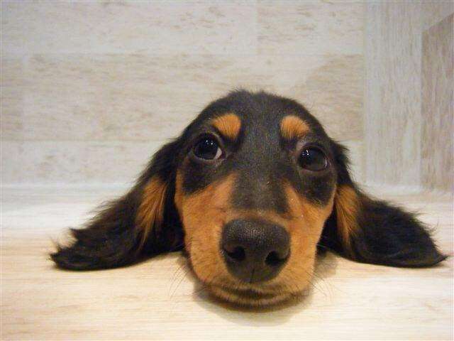 ミニチュアダックスフンド飼ってる人～!