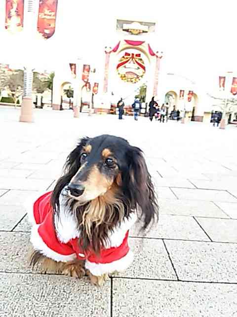 ミニチュアダックスフンド飼ってる人～!