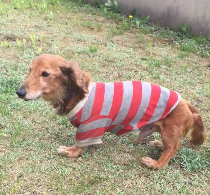 ミニチュアダックスフンド飼ってる人～!