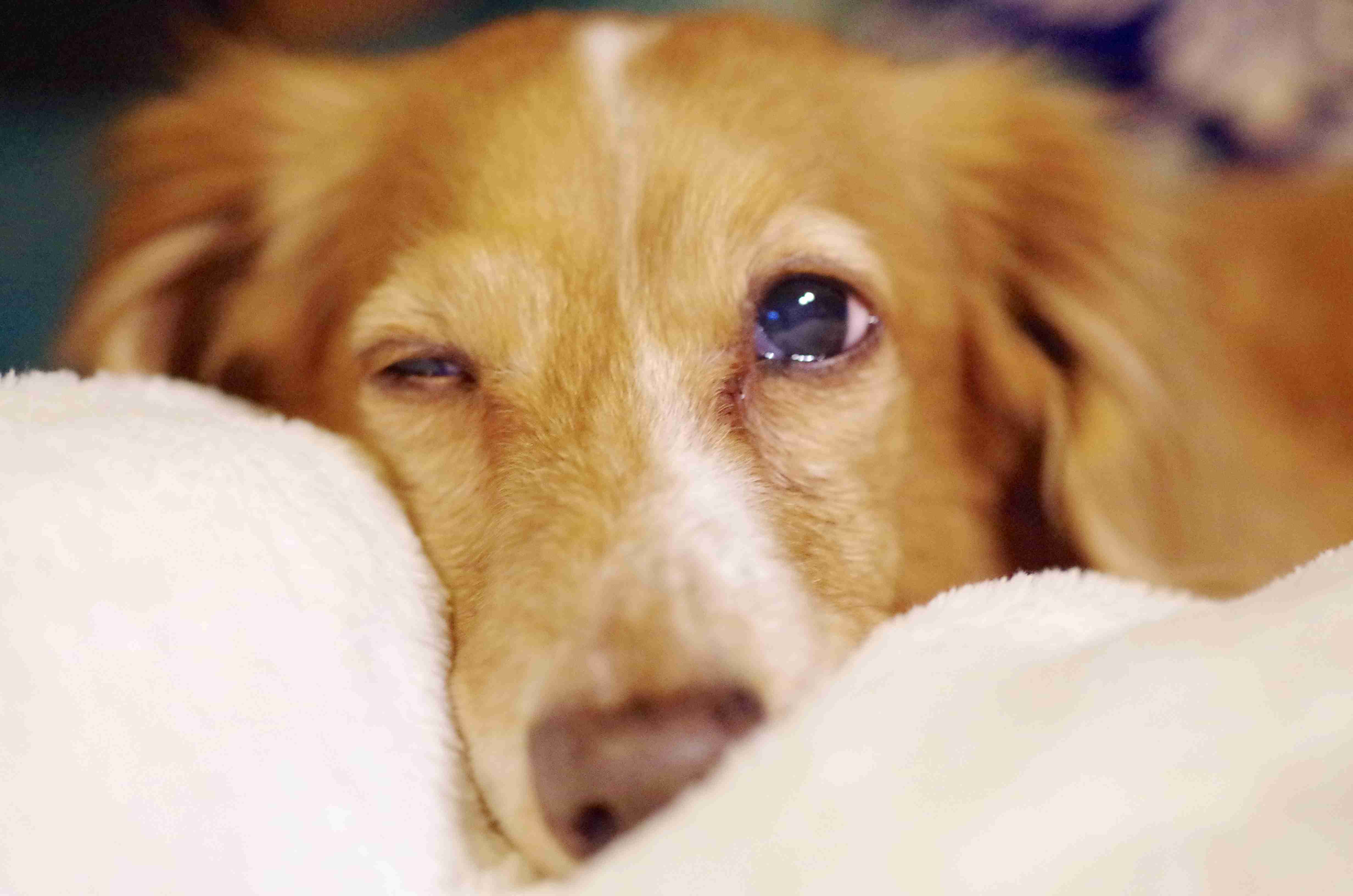 ミニチュアダックスフンド飼ってる人～!