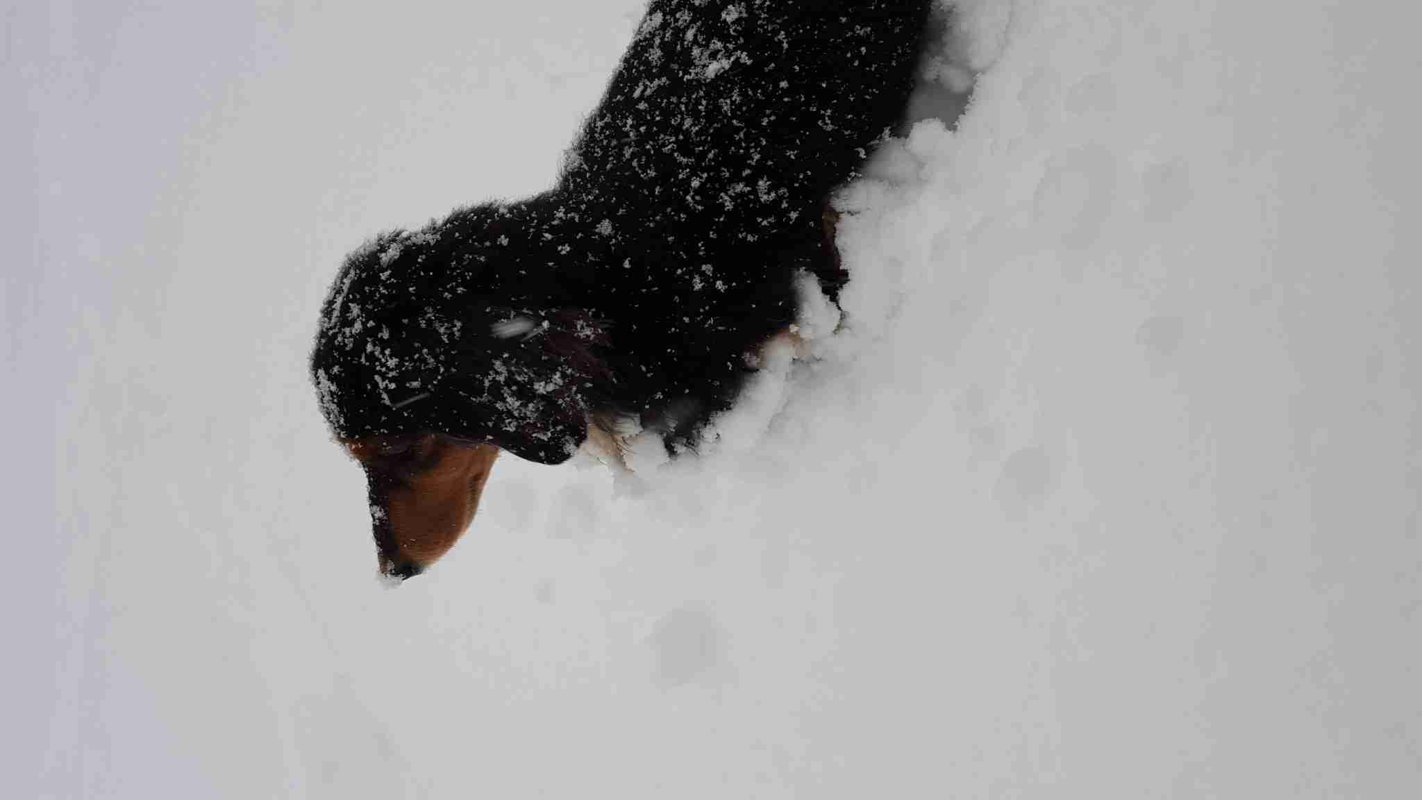 ミニチュアダックスフンド飼ってる人～!