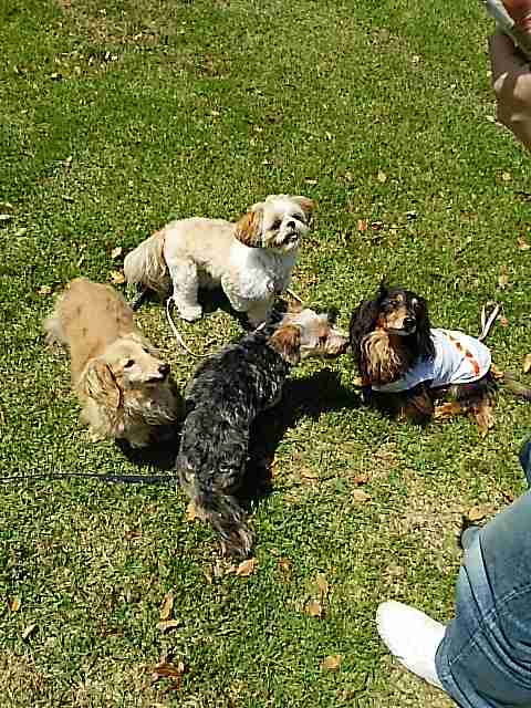 ミニチュアダックスフンド飼ってる人～!