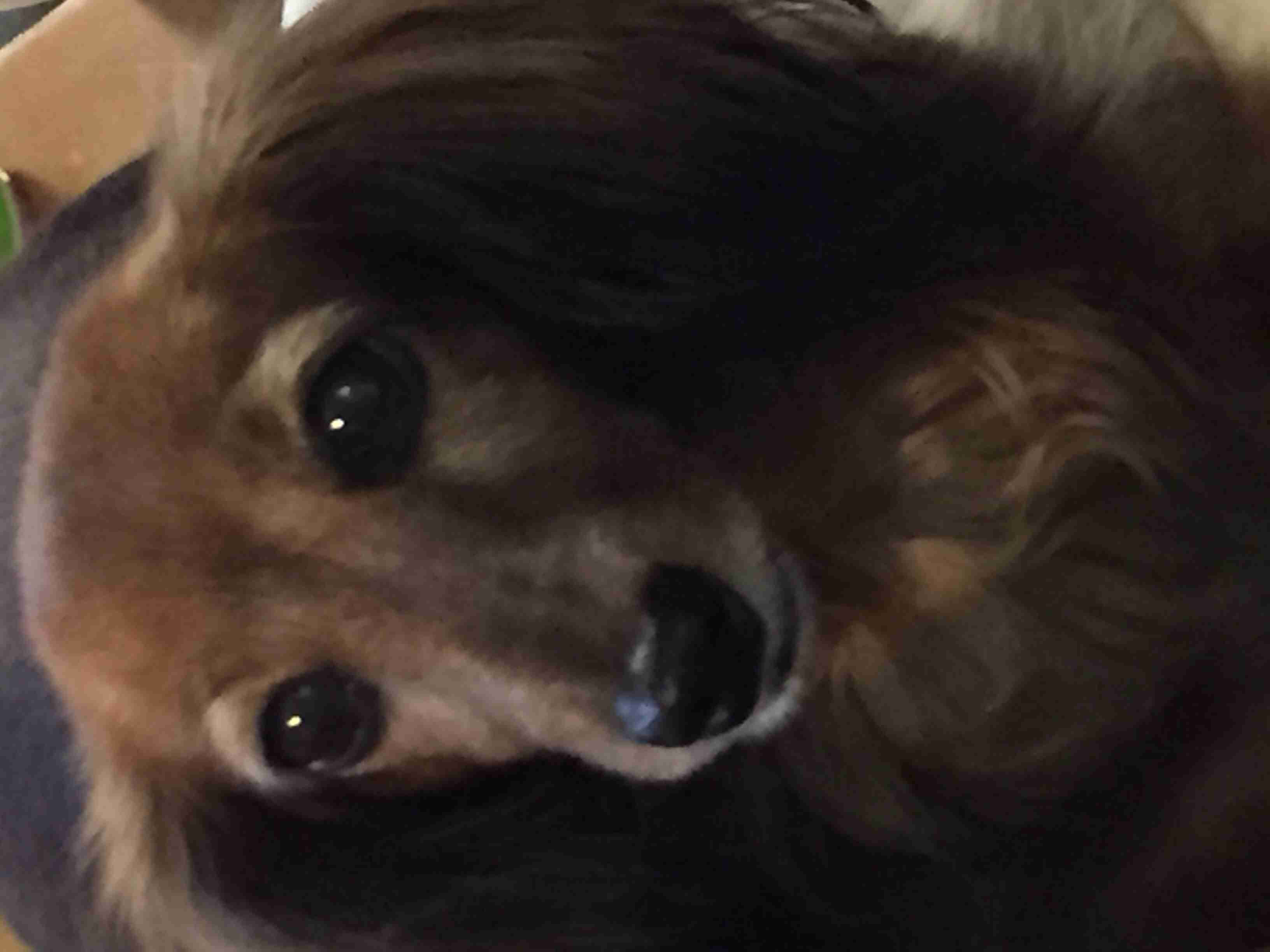 ミニチュアダックスフンド飼ってる人～!